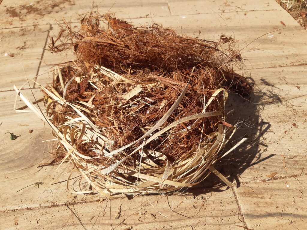 Papageiennest