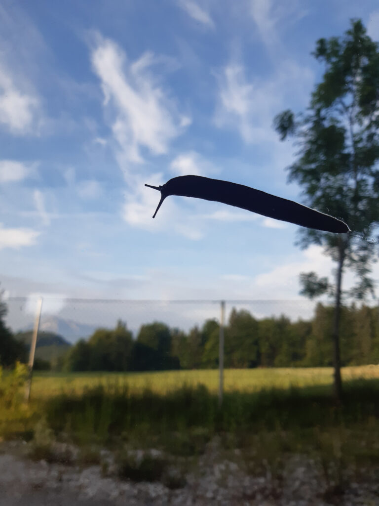 Schnecke auf Senterscheibe vor blauem Himmel