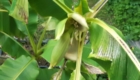 wachsende Bananenblüte
