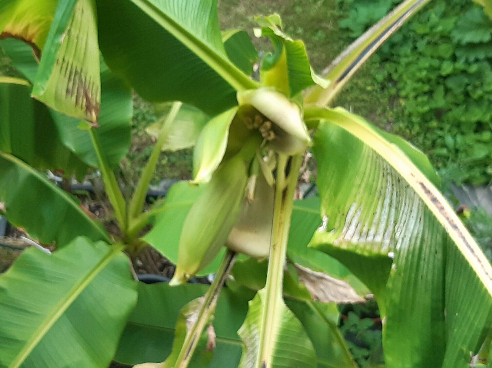 wachsende Bananenblüte