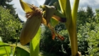 wachsende Bananenblüte nach dem Sturm