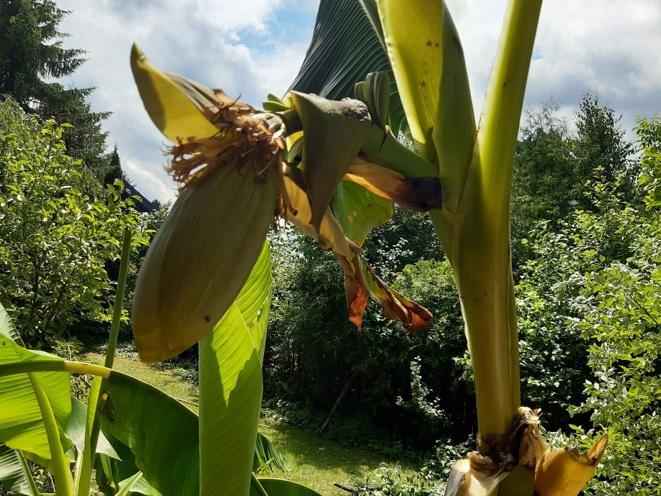 wachsende Bananenblüte nach dem Sturm