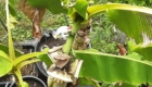 wachsende Bananenblüte