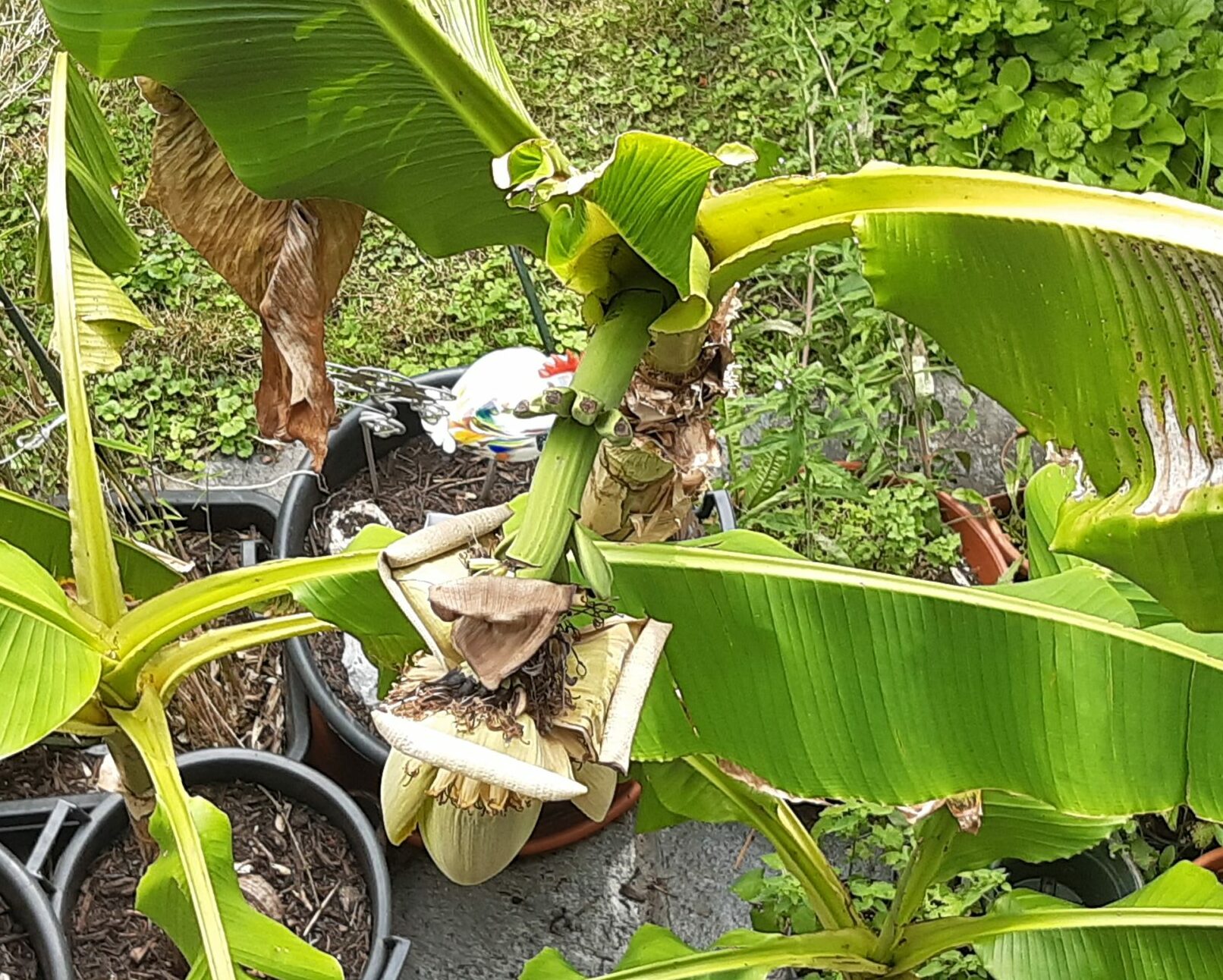 wachsende Bananenblüte