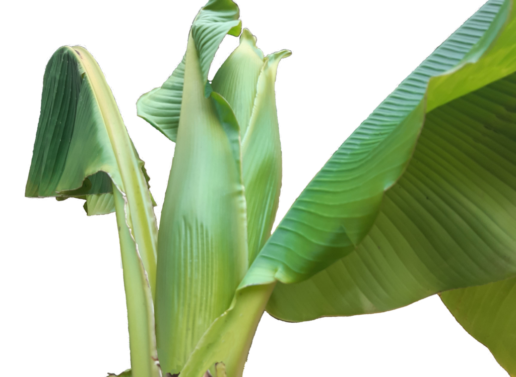 Knospe einer Bananenblüte