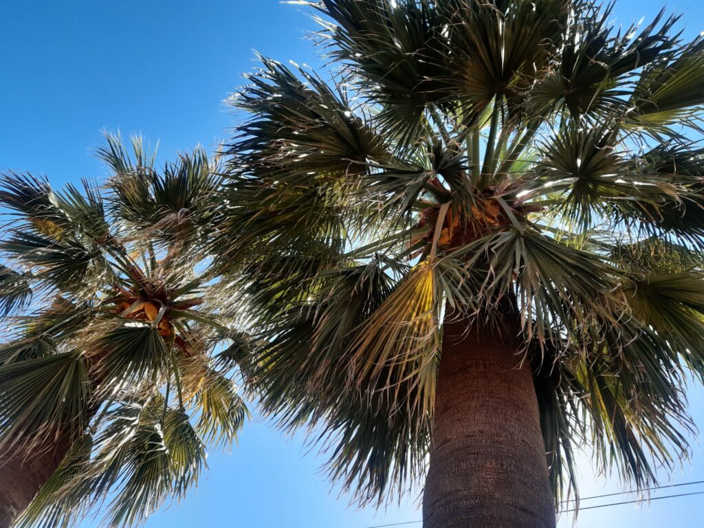 Palmen gegen den Himmel fotografiert